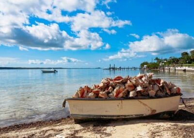 An image of conch shells in a boat on Harbour Island