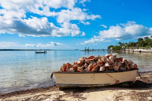 An image of conch shells in a boat on Harbour Island