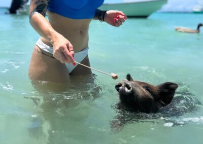 An image of a guest leading a pig at pig beach with a piece of food on an ocean fox charter.