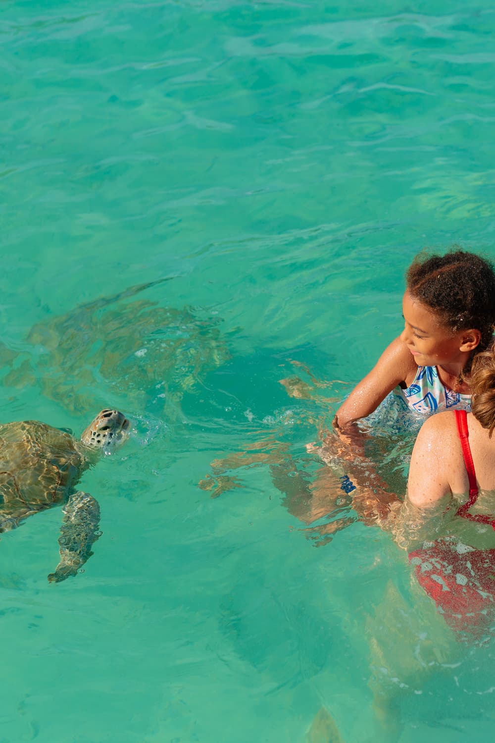 An image of a young girl on a swim with sea turtles adventure interacting with a friendly sea turtle in harbour Island