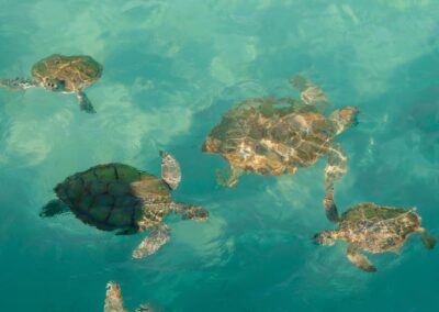 An image of Harbour Island sea turtles.