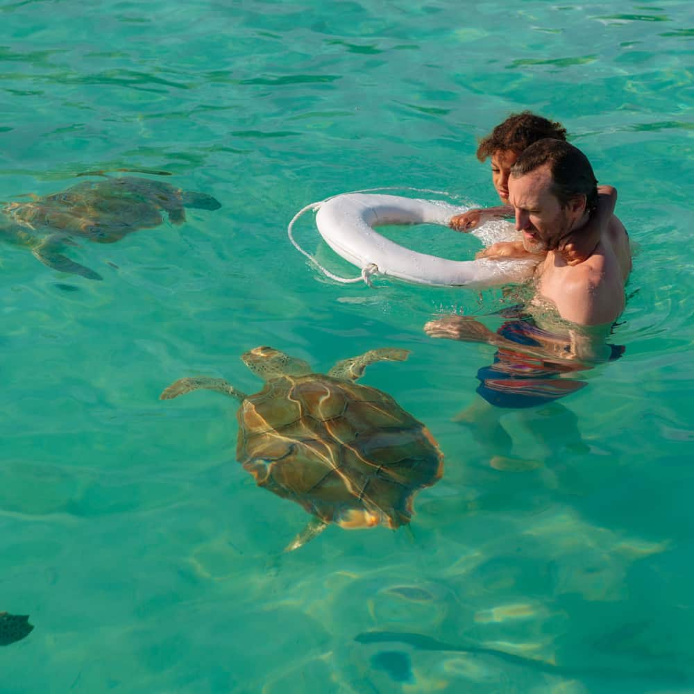 An image of guest swimming with sea turtles in Harbour Island with Ocean Fox.